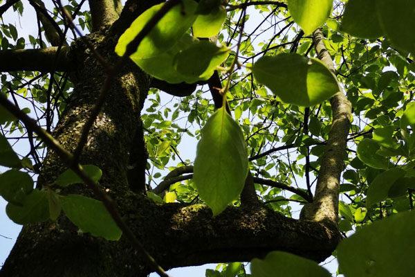 老柿子树主干太长咋处理,砍柿子树有什么讲究吗