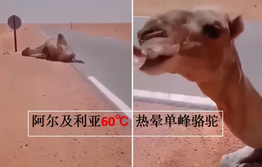 福州38天101起“蛇登门”如此频繁与全球变暖有关吗？如何防蛇？