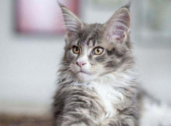 10种最便宜的猫,夏尔特猫市场价