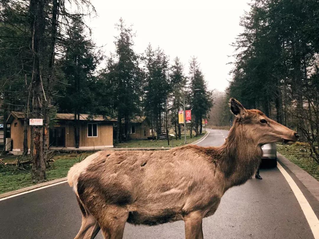成都自驾百里杜鹃旅游攻略,万亩杜鹃花在青山幽谷