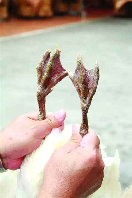 白鹭鸭中国哪里有,我国优秀鸭种