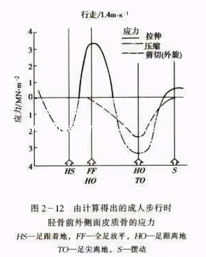 骨生长的力学条件,从生物力学的角度解释什么是骨