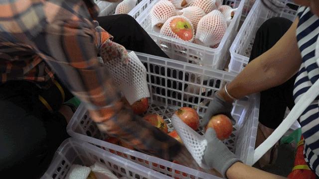 8月份最早上市水果,8月初成熟新品种桃