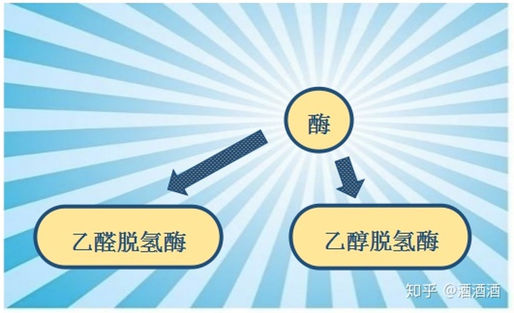 基因是人类的“酒司令”