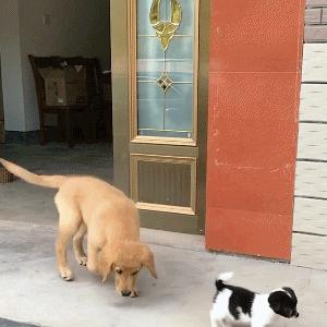 混蛋有什么意思,魂淡是什么梗