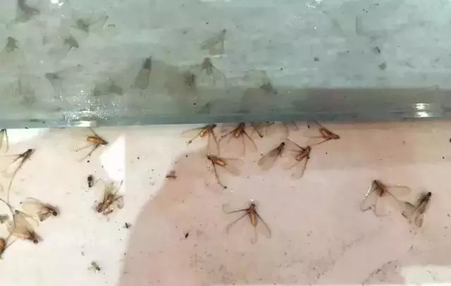 【吓人】太多多多……了！最近很多人被吓得不敢开灯，只因它又来袭