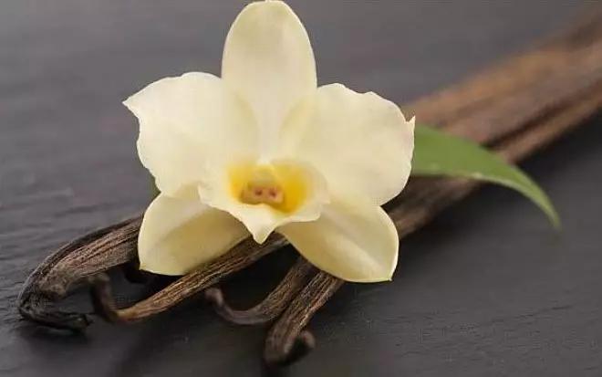 香草为什么会有臭味,香草为啥臭臭的