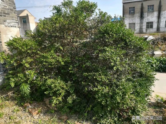 哪个品种黄杨最值钱,曾经的天价黄杨为何没落了