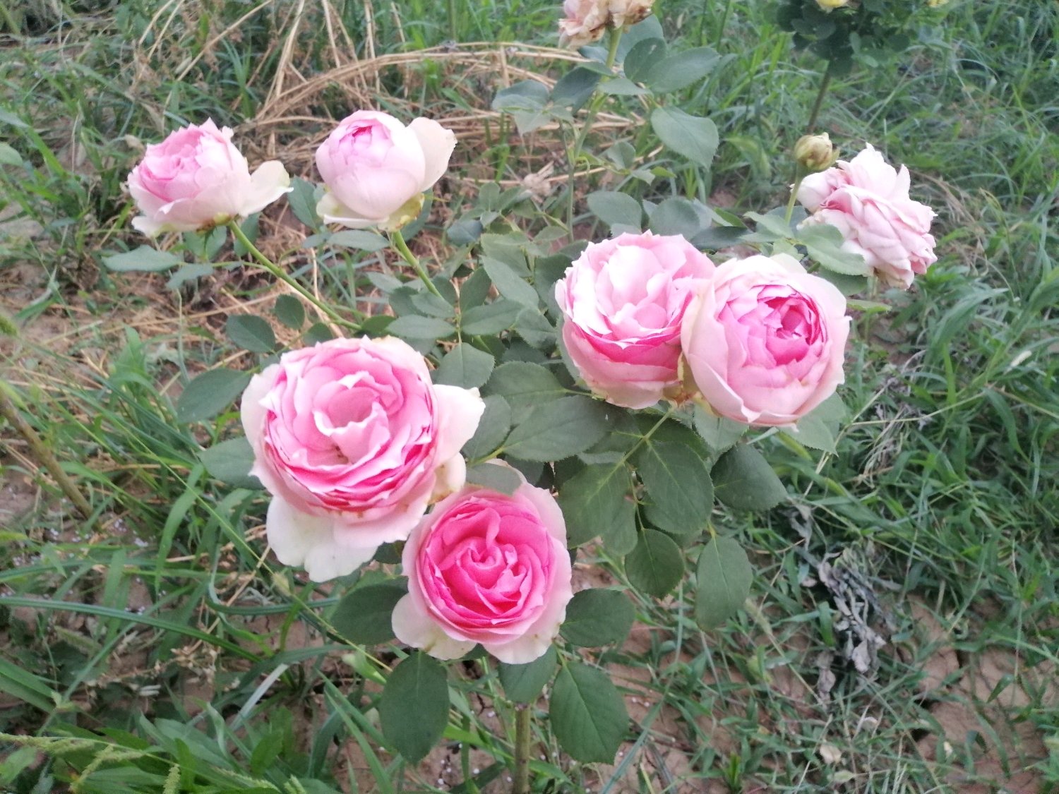 夏季月季怎样养才能长得茂盛,夏天如何养好月季花盆栽