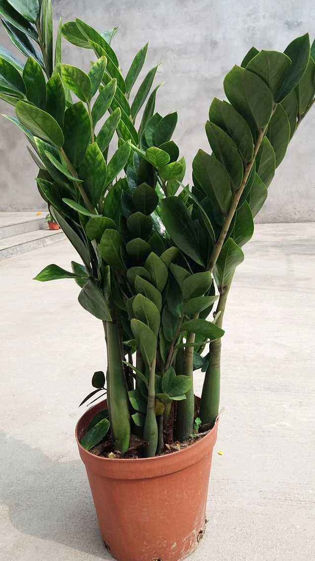 金钱树怎么养才能长得快又茂盛,金钱树怎么养才是正确的