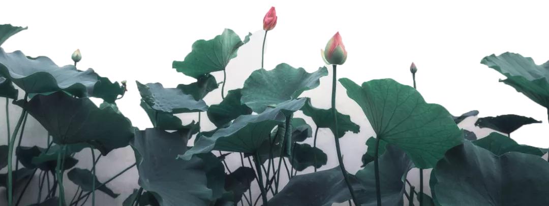 山楂荷叶泡水喝有减肥的功效吗,青青荷叶祛湿茶