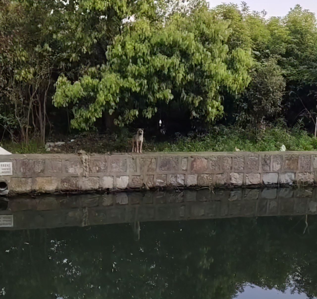 好心人救助落水狗有爱心,好心人救出几只被困小狗