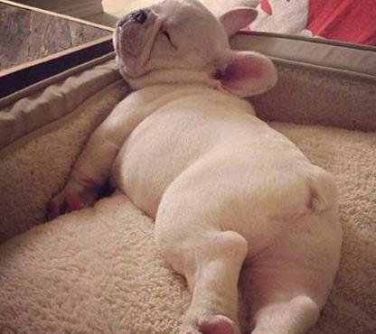 过度兴奋的狗子,狗狗兴奋的表现和症状