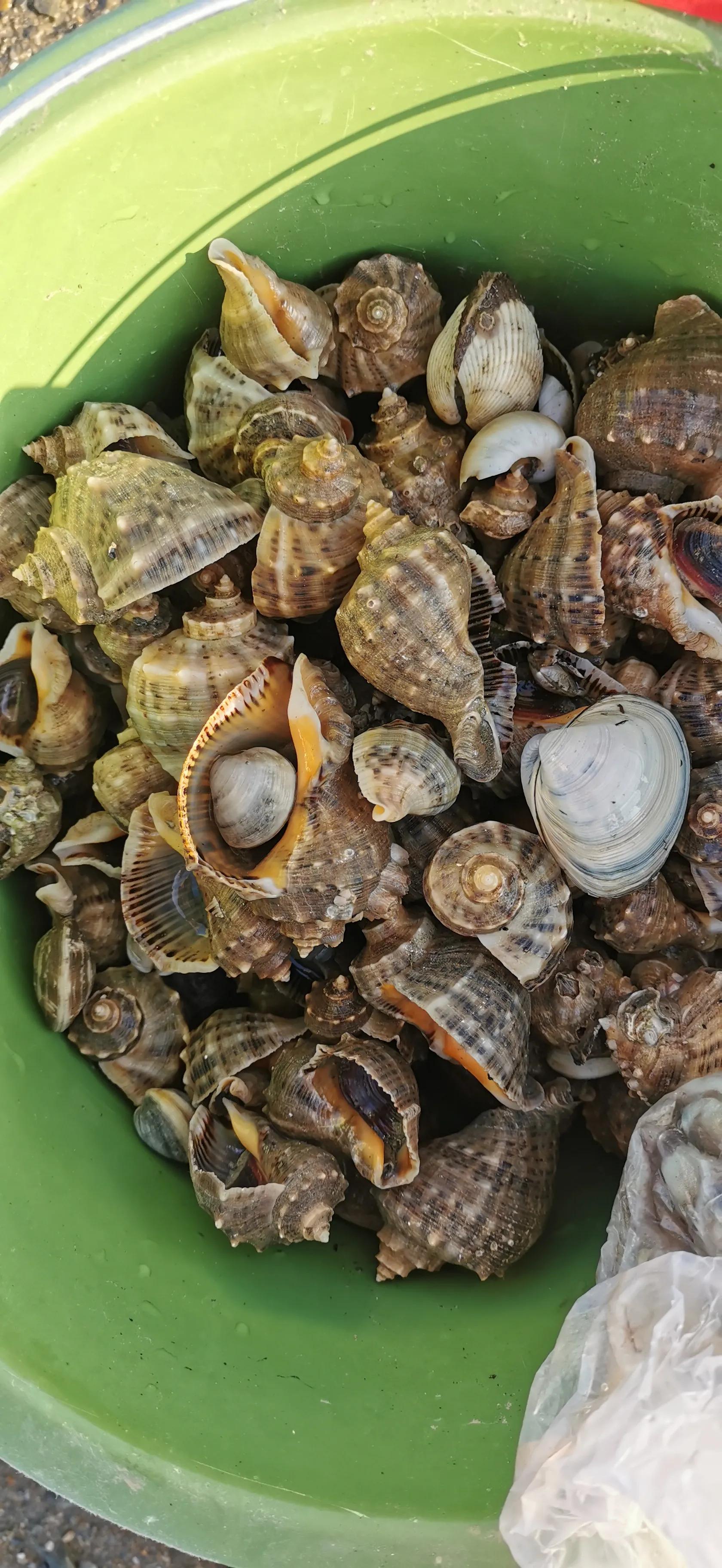 庄河黑岛赶海路线,庄河黑岛赶海潮汐表