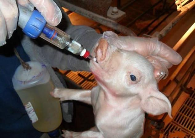 猪流行性腹泻用中药怎么治,养猪换料拉肚子怎么办
