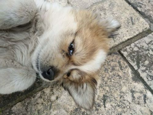 狗狗眼睛流泪发红是什么原因,狗狗流泪是怎么回事怎样解决