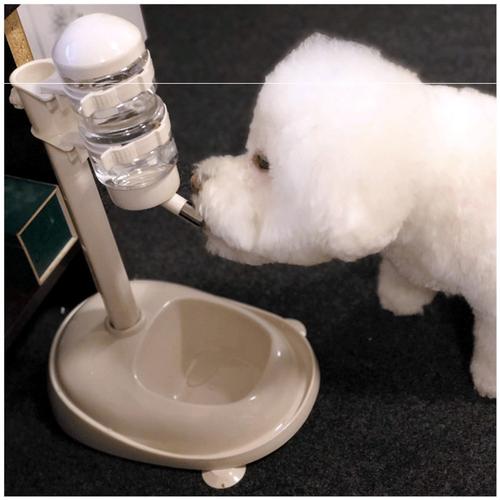 比熊犬的泪痕怎么处理呢,比熊犬泪痕很严重怎么办