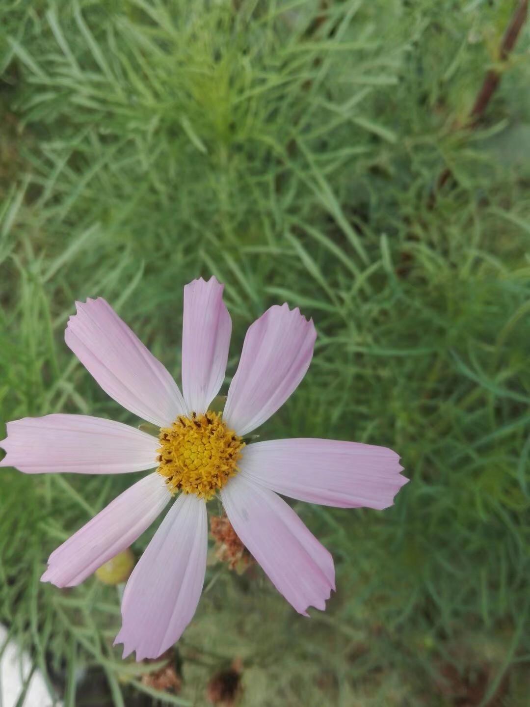 波斯菊怎么养才能开花多,波斯菊有什么好处