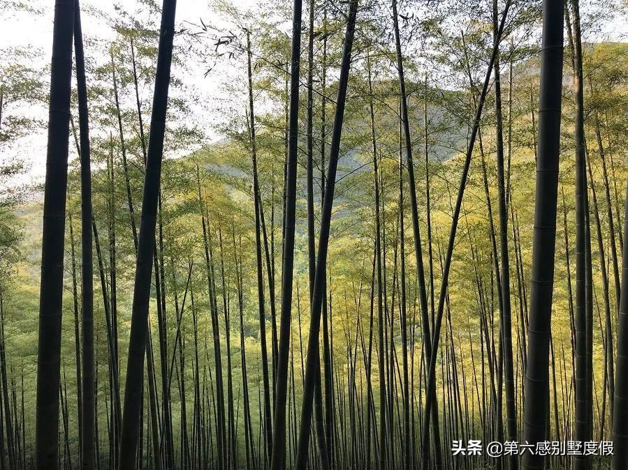 莫干山住宿排行榜,莫干山住宿性价比最高的推荐