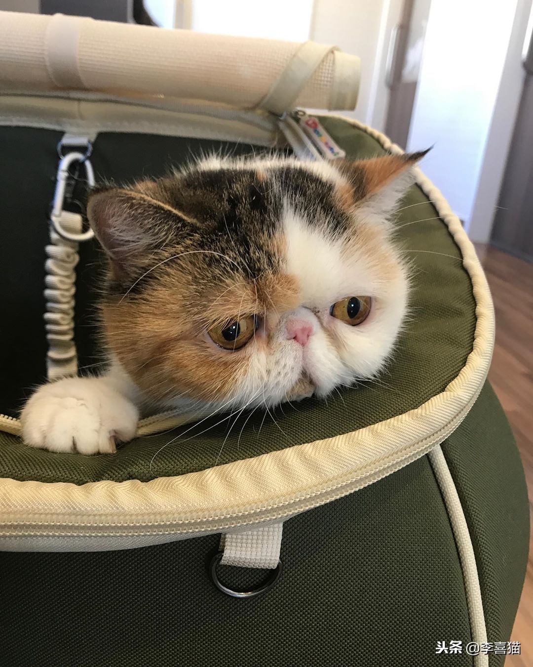 各种猫咪不同的外表和性格,不同品种的猫咪特点