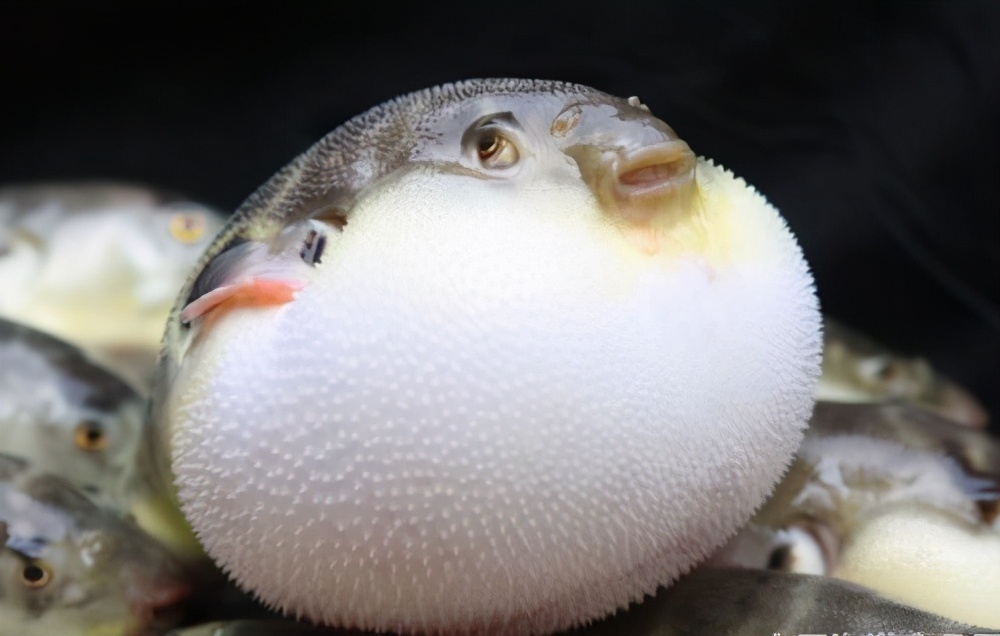 容易被误食的有毒生物有哪些,十大常见有毒生物