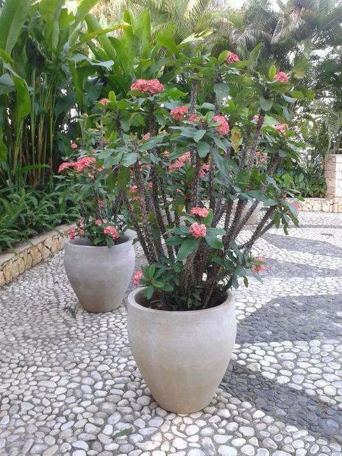 虎刺梅适合深盆还是浅点的盆栽种,虎刺梅怎么养到爆花