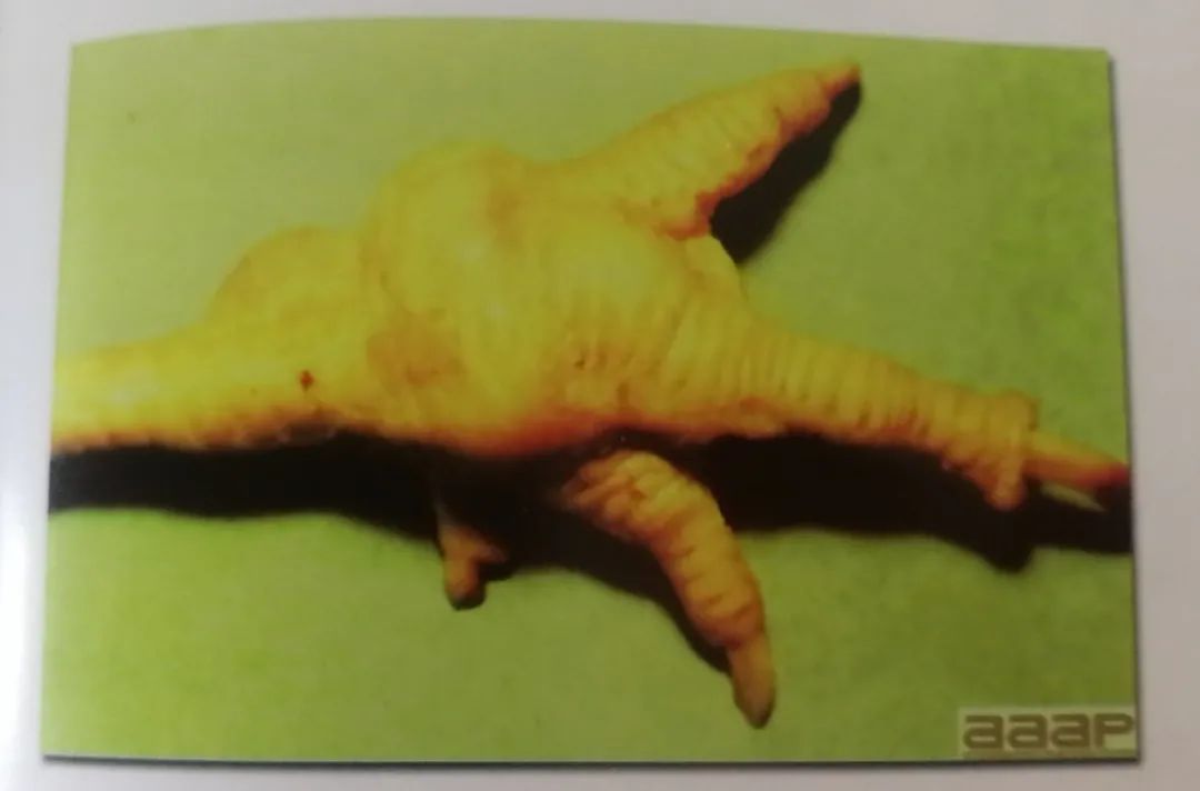 鸡群生病后有什么表现,鸡群出现瘫痪是怎么回事