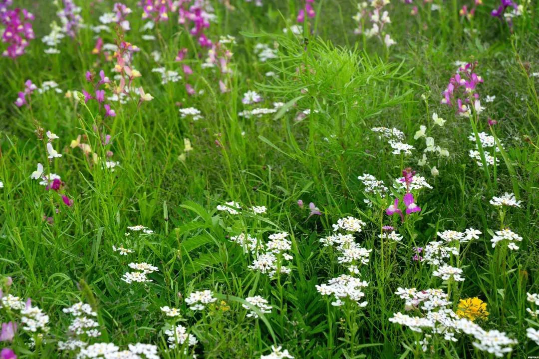 内蒙古乌拉盖地图,内蒙古乌拉盖位置