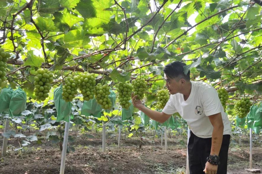阳光玫瑰葡萄多少年的好,阳光玫瑰葡萄怎么样才是最好的