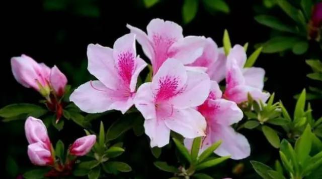 中国十大名花你认识几种呢,中国十大名花你喜欢哪种呢