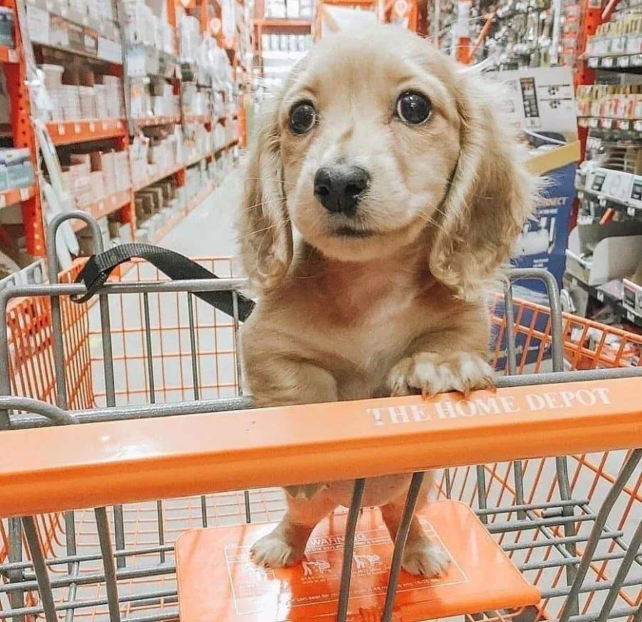 狗狗都有什么品种分别多少钱,6种最稀有的狗狗