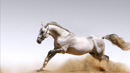 中国每年吃多少马肉,全球每年宰杀近470万匹马马肉