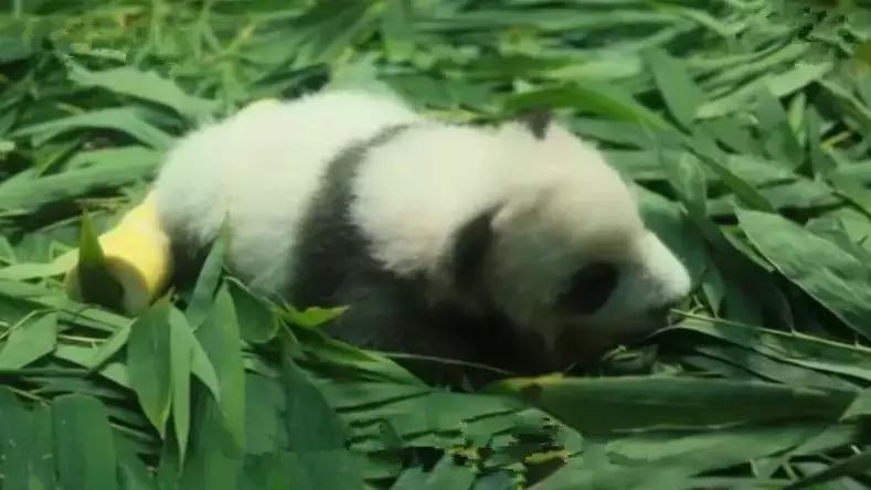 大熊猫隆仔出场,隆仔大熊猫最新消息