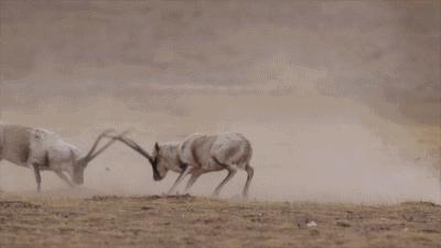 雌性伟大,雄性薄情,藏羚羊的交配和繁殖,奇怪的知识又增加了