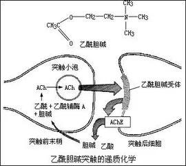 慢性肝炎胆碱酯酶偏低吃什么药,慢性乙肝胆碱酯酶