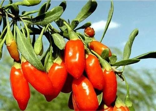 各种常吃水果名和图片,喜欢吃水果了解水果种类