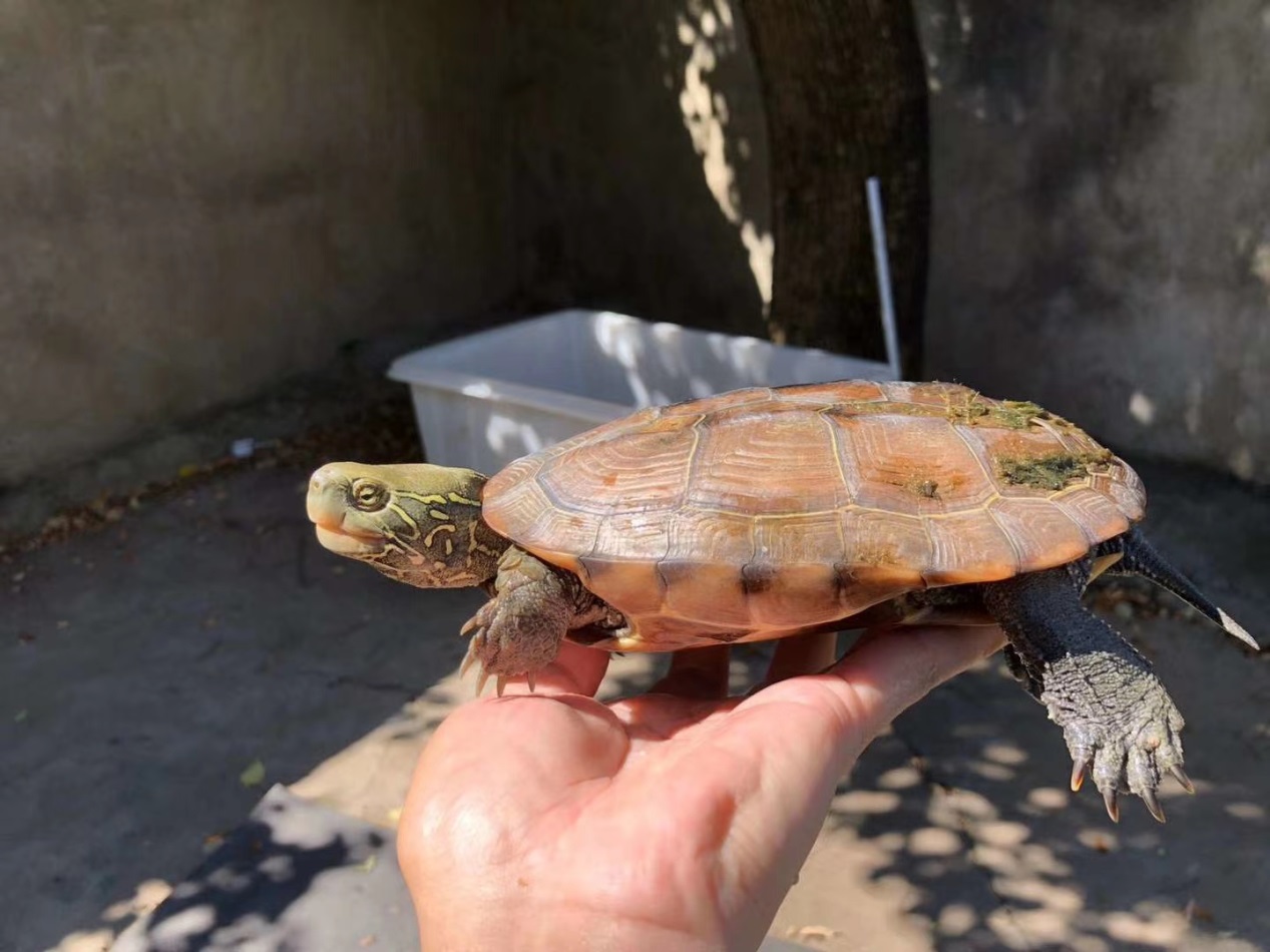 草龟与中华草龟的区别,中华草龟与普通草龟区别