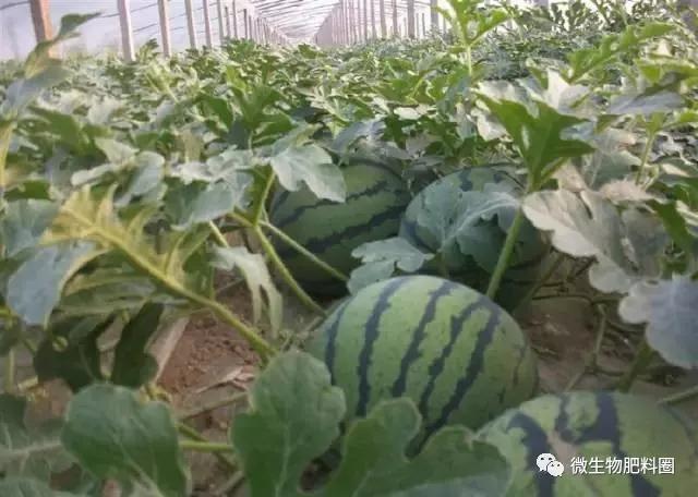 枯草芽孢杆菌100克价格,枯草芽孢杆菌和哈茨木霉菌
