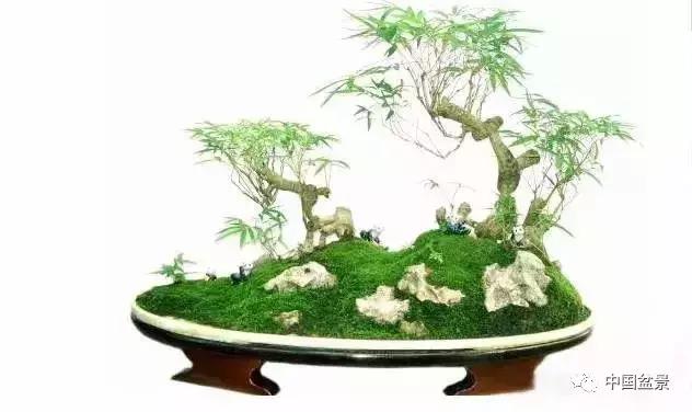 盆景植物最好养的,好养易活的盆景植物有哪些