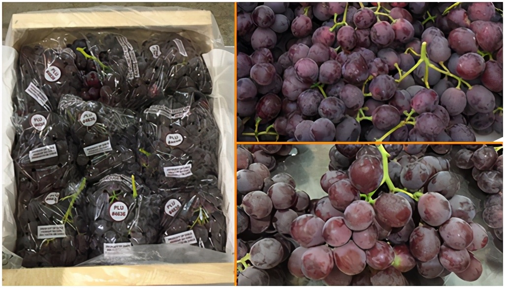 提子品种和介绍 (提子的品种都有哪些)