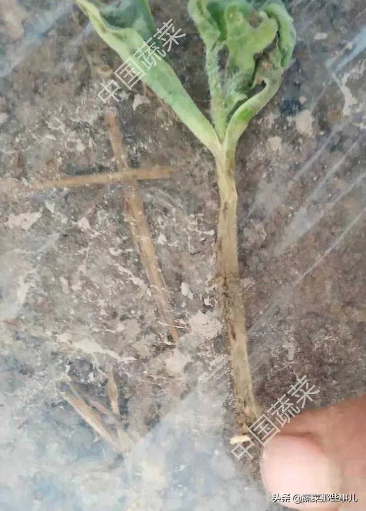 刚种的西瓜苗蔫了怎么回事,刚出土的西瓜苗发黄什么原因