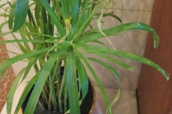 水竹叶子尖黄咋回事,水竹叶子又小还发白怎么办