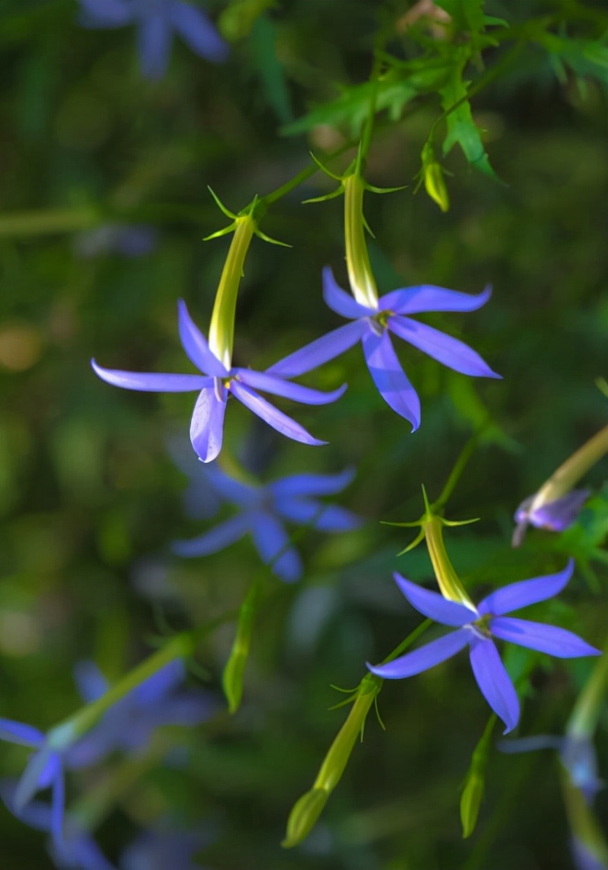 十种蓝色花,常见的六种蓝色花