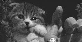 猫咪亲近人但是就是不让抱,猫咪亲近男主人不亲我