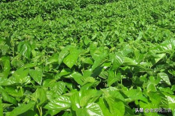 桑树卷叶病防治用的什么药,桑树叶子常见病害有哪些