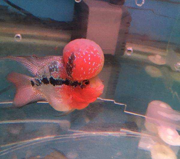 观赏鱼运输过程中有没有放什么药,观赏鱼运输一个小时可以吗