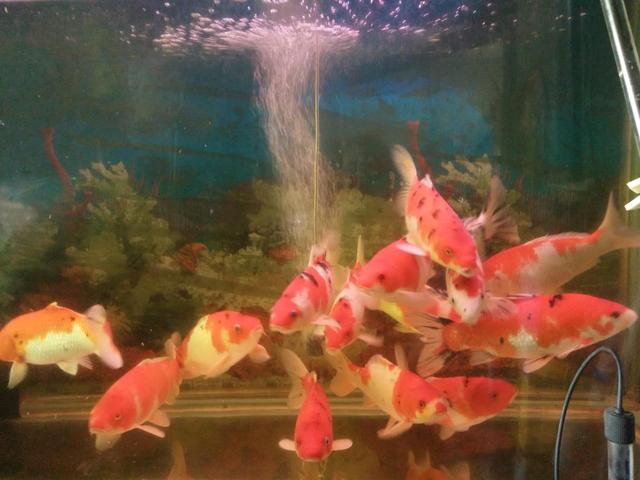 热带鱼鱼缸内壁黄点怎么清理,鱼缸养的鱼身上有白霜