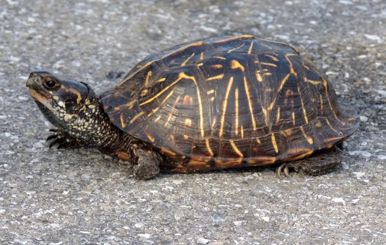 两栖龟陆龟海龟区别,陆地龟和陆龟是一个品种吗