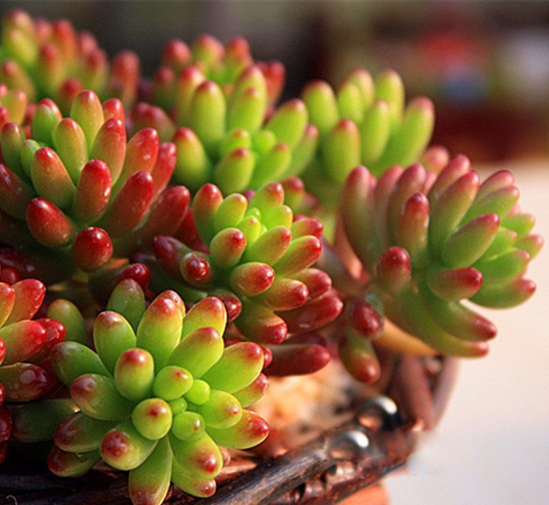 最全多肉图鉴大全,图鉴植物