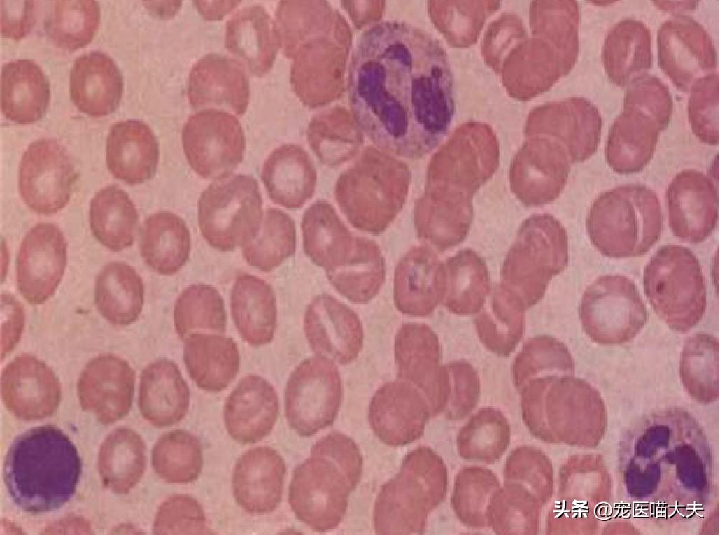 怎么预防猫咪得弓形虫病,猫咪得了弓形虫什么症状